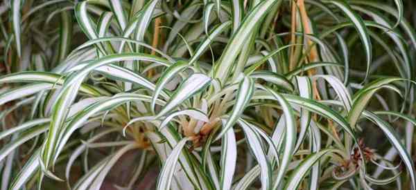 Respondido As plantas de aranha gostam de ser o limite da raiz?