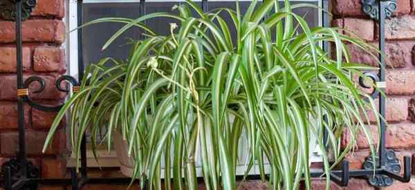 Tips di Spider Plant Care di dalam ruangan