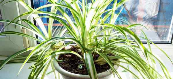 Exigences de lumière de la plante d'araignée De quoi l'éclairage a-t-il besoin du chlorophytum?