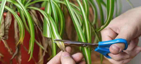 Spinnenpflanzenbeschnitten, wie man Chlorophytumpflanzen beschnitten