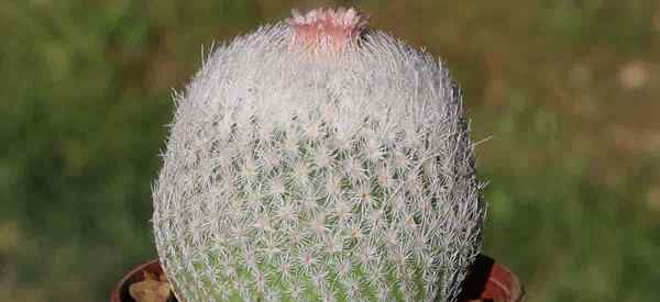 Guide de micromeris Epithelantha en croissance pour les soins de cactus à boutons