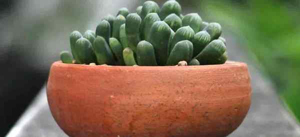 Wie man sich für Haworthia obtusa kümmert