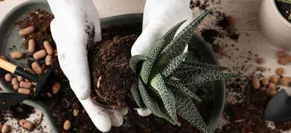 Menyebarkan tip tanaman Haworthia tentang propagasi haworthia