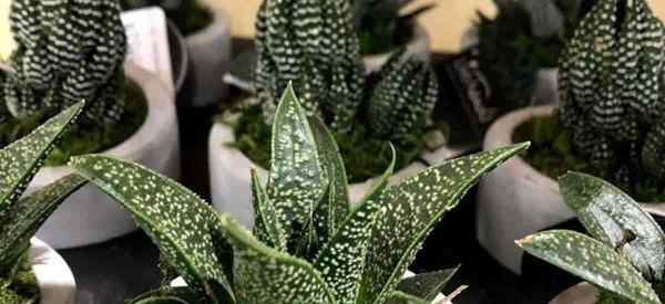 Tipos populares de suculentas de Haworthia para crecer