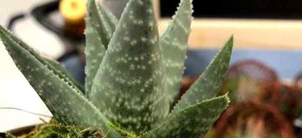 Arrosage des plantes de Haworthia?