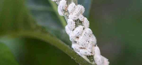 Masalah mealybug solusi alami