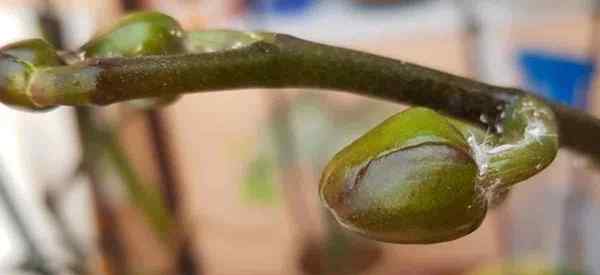 Petua Mengawal Mealybugs di Orkid