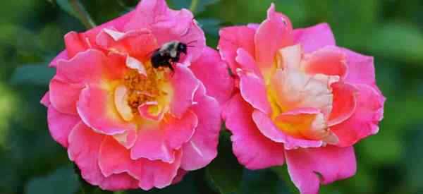 Comment transplanter les plantes de rose knockout