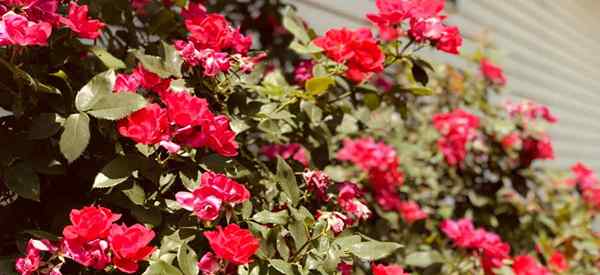 Por que minhas rosas nocaute não estão florescendo e como consertá -lo?