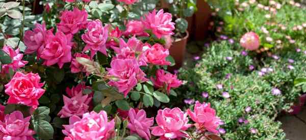 Knockout Roses Bug Spray Was ist ein guter sicherer?