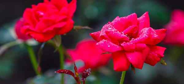 Por que minhas rosas nocauteadas conseguem buracos nas folhas?