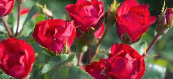 Como crescer e cuidar do nocaute petite rosa