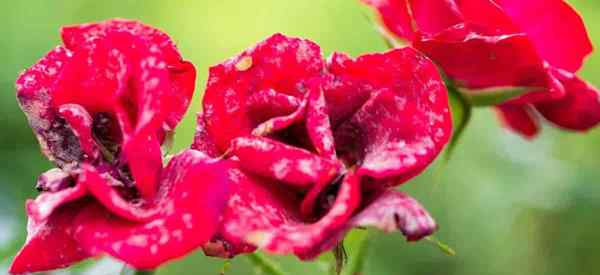Conseils pour se débarrasser de la moisissure poudrée sur les roses à éliminer