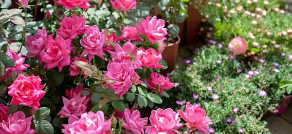 Tipps zum Anbau der rosa Doppel -Knockout -Rose