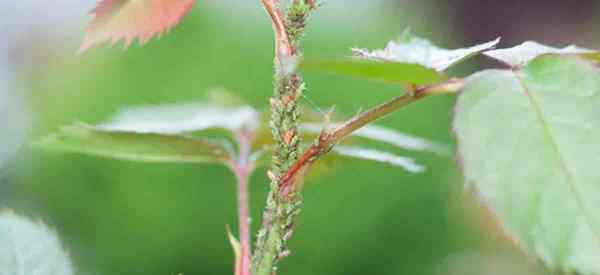 Que sont les pucerons verts? Comment vous débarrasser des bugs des pucerons verts?