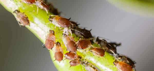 Jenis aphids apa yang mereka makan di taman anda?