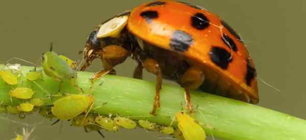 Apa yang dimakan oleh ladybugs selain aphids?