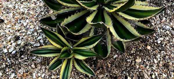 Pouvez-vous propager les plantes d'agave en séparant les chiots - comment?