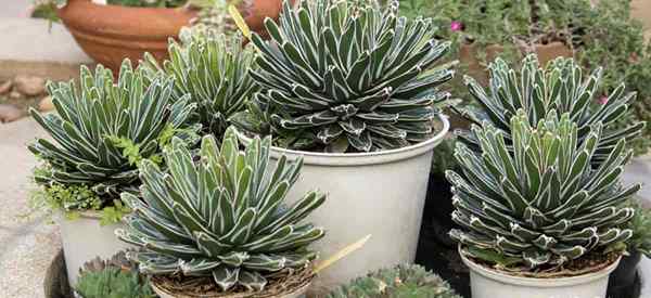 Conseils pour prendre soin des plantes d'agave en pot