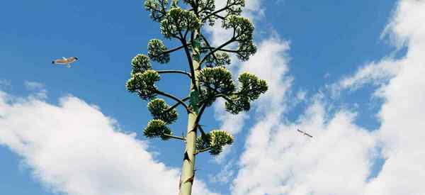 O que fazer quando sua planta de agave florescer?