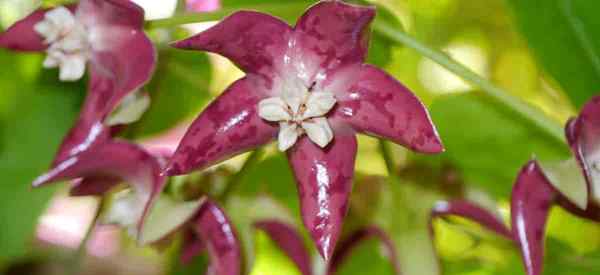 L'éclairage des plantes Hoya a besoin quelles sont les exigences de lumière pour les plantes à cire?