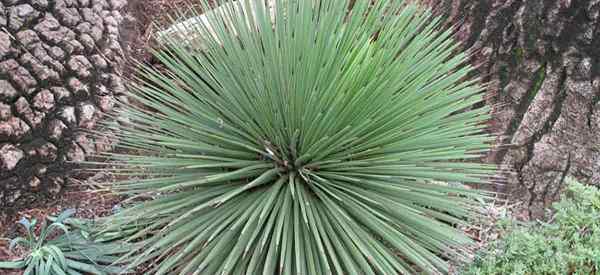 Tumbuh agave stricta menjaga tumbuhan agave landak