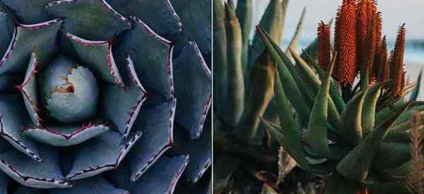 ¿Cuál es la diferencia entre las plantas de agave vs aloe?