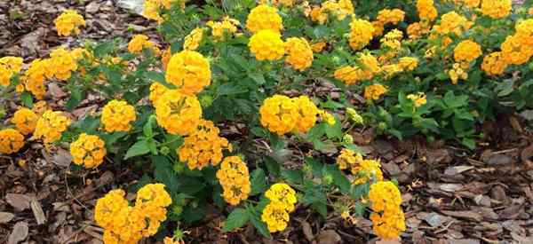 Lantana Ground Cover Do Lantanas Membuat Penutup Tanah Yang Baik