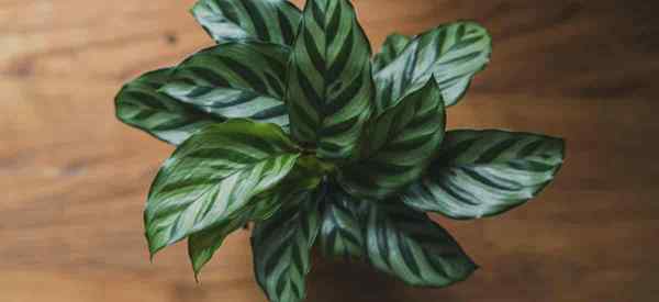 Wachstum von Calathea Freddie, wie man sich um Calathea concinna freddie kümmert