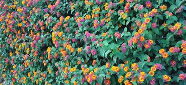 Lantana Blumenfarbe Veränderung Warum ändern Lantana -Blumen die Farben