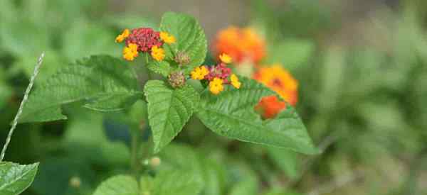 Por que as folhas estão na minha lantana ficando amarela?