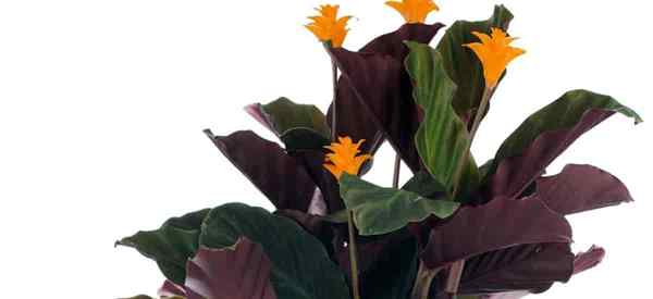 Crescha Crocata em crescimento como cuidar da Flame de Emerald calathea