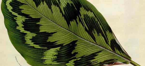 Como crescer e cuidar de plantas de Calathea Veitchiana