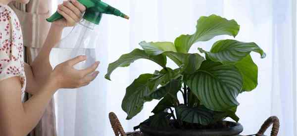 Calathea Arrosage pourquoi le type d'eau compte