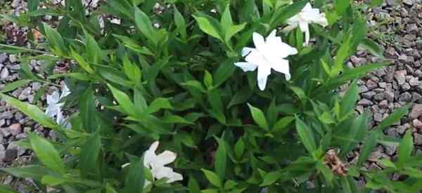 Tips tentang menanam tanaman frostproof kebun gardenia