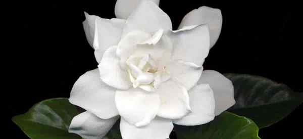 Cara Tumbuh dan Merawat August Beauty Gardenia