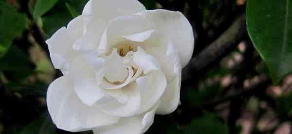 Menumbuhkan Everblooming Gardenia Jasminoides Veitchii