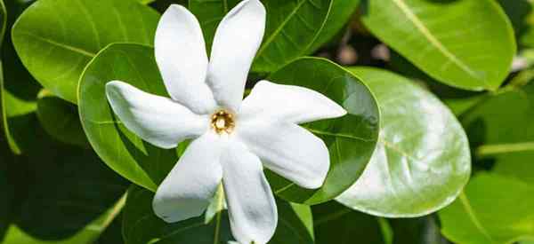 Tahitian Gardenia Pflanzenanlage wachsen und fürsorglich