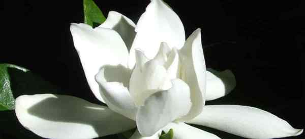 Cape Jasmine Gardenia Radicans poussant et soins