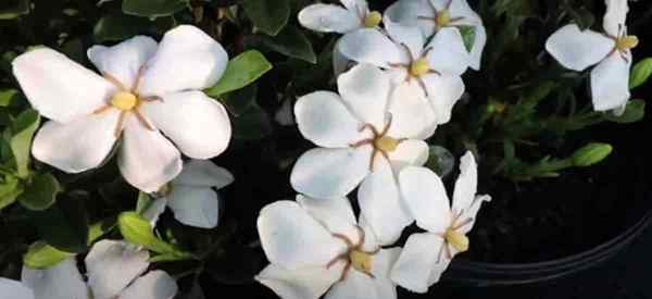 Kleim's Hardy Gardenia Jasminoides Care and Growing Tips