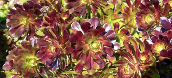 10 Variedades de Aeonium Top para crecer y recolectar