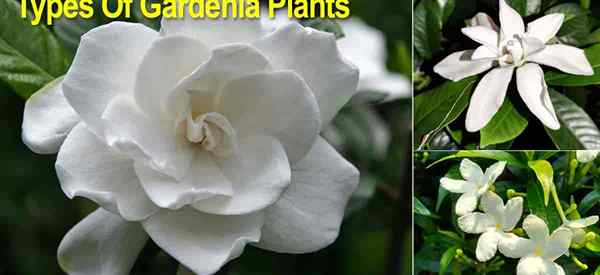 Gardenia Variétés différents types de gardénia pour la maison et le jardin