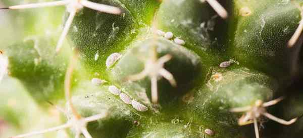 Mealybugs pada tip kaktus mengenai cara menghilangkan kaktus mealybug