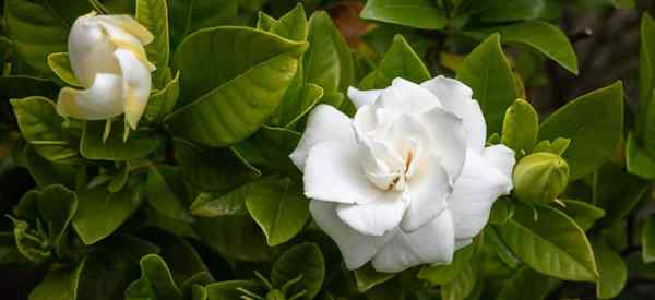 Qual é o melhor solo para Gardenia - mistura perfeita de solo para gardenias