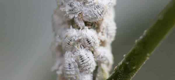 Petua Menghilangkan Citrus Mealybugs