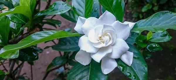 Qual é o tempo de flores para as flores da Gardenia?