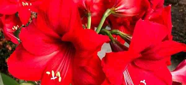 Cara merawat amaryllis di luar ruangan