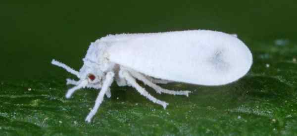 Bagaimana cara merawat Whitefly pada tanaman Gardenia?