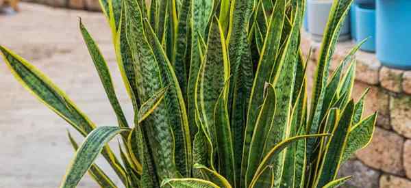 Prendre soin de la mère dans la langue plante à l'extérieur