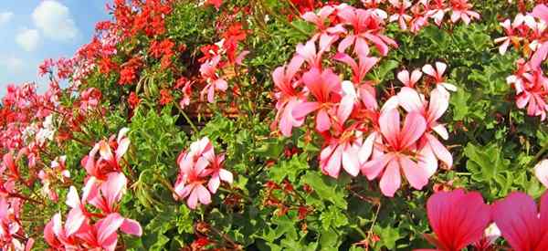 Tumbuh geranium di luar rumah bagaimana menjaga geranium luar